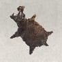 (Raw Hide)-Hippo Hide 10