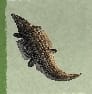 (Raw Hide)-Thick Crocodile Hide 10