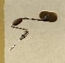 (East Indies)-Precision Drilling Bit 10