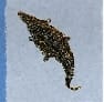 (Raw Hide)-Apex Crocodile Hide 10