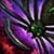 Araneae Longbow Skin