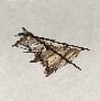 (Flawed Materials)-Torn Sail 10