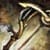 Aetherized longbow skin