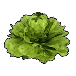 Lettuce * 999